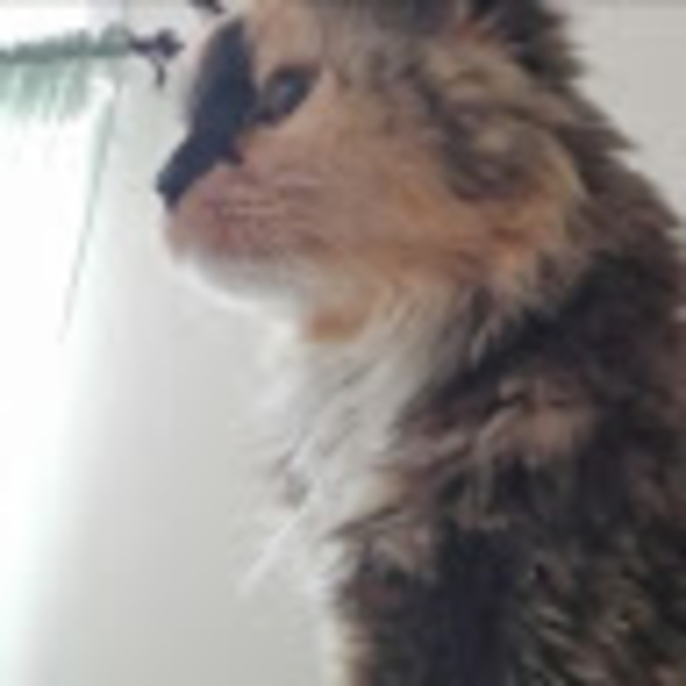 Meet your Posher, Meredith